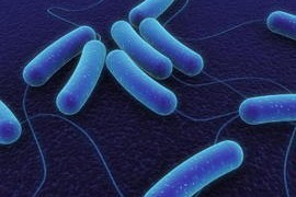 El desarrollo de la microbiota intestinal